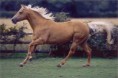 Quarter horse